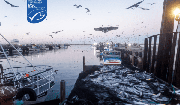 Ramirez Conservas | A mais antiga fábrica de conservas | Notícias